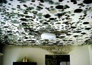 mold removal specialist Corona