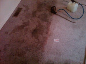 carpet cleaners Corona